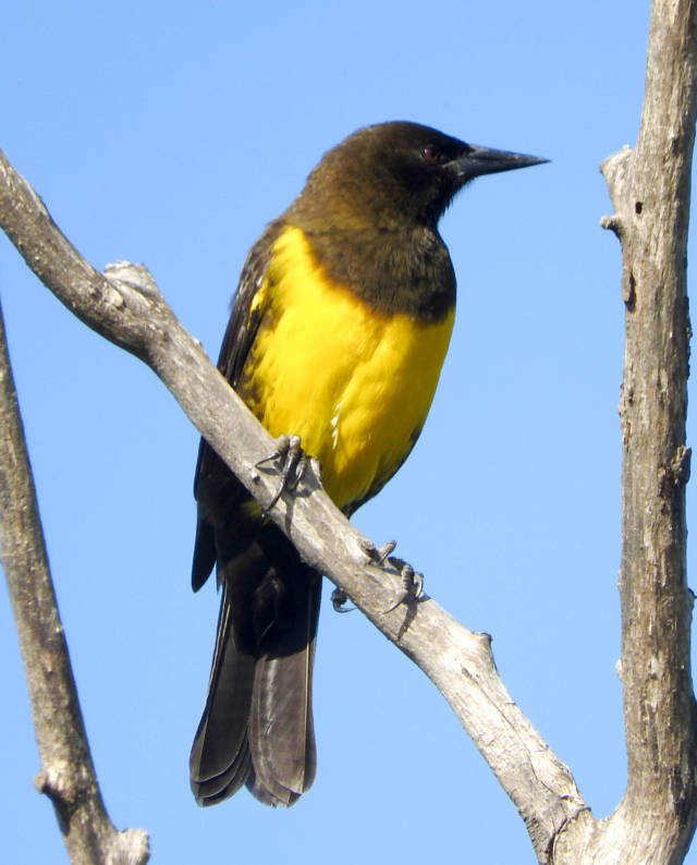 Foto Pecho Amarillo Común