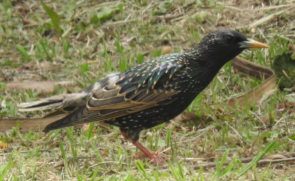 Foto Estornino Pinto