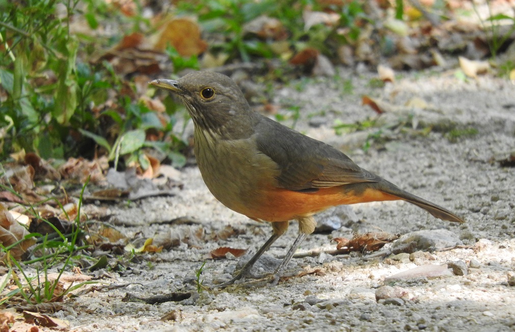 Foto Zorzal Colorado