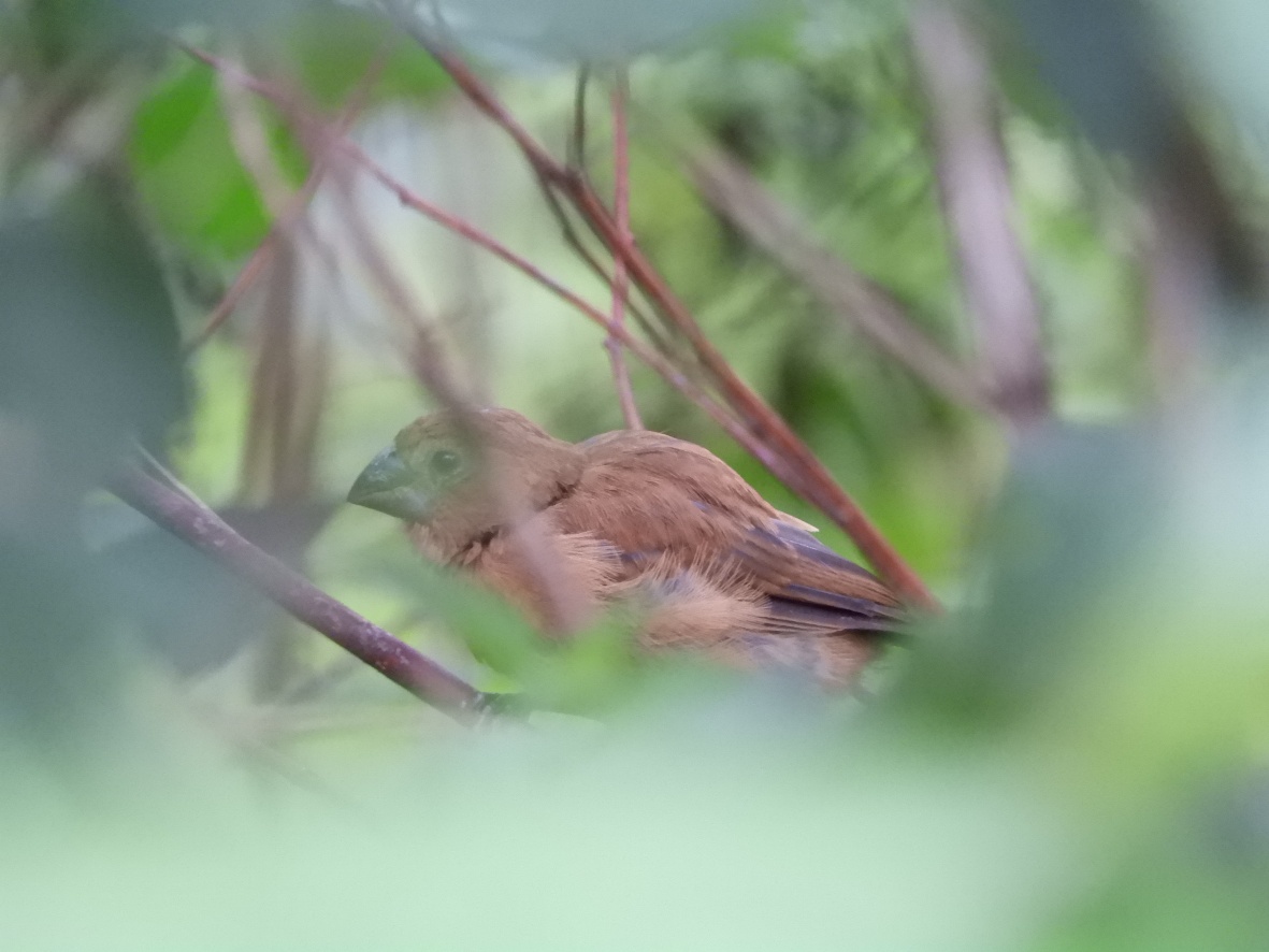 Photo Reinamora Grande