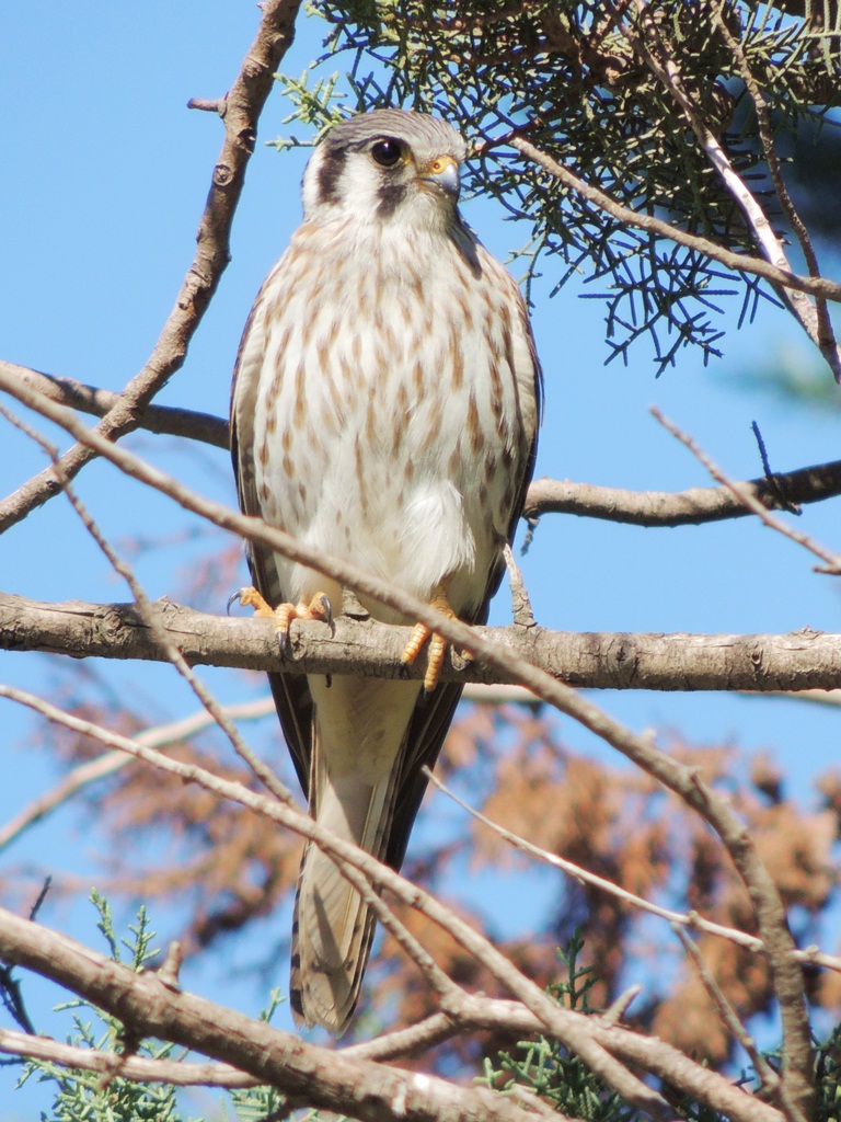 Photo Halconcito Colorado