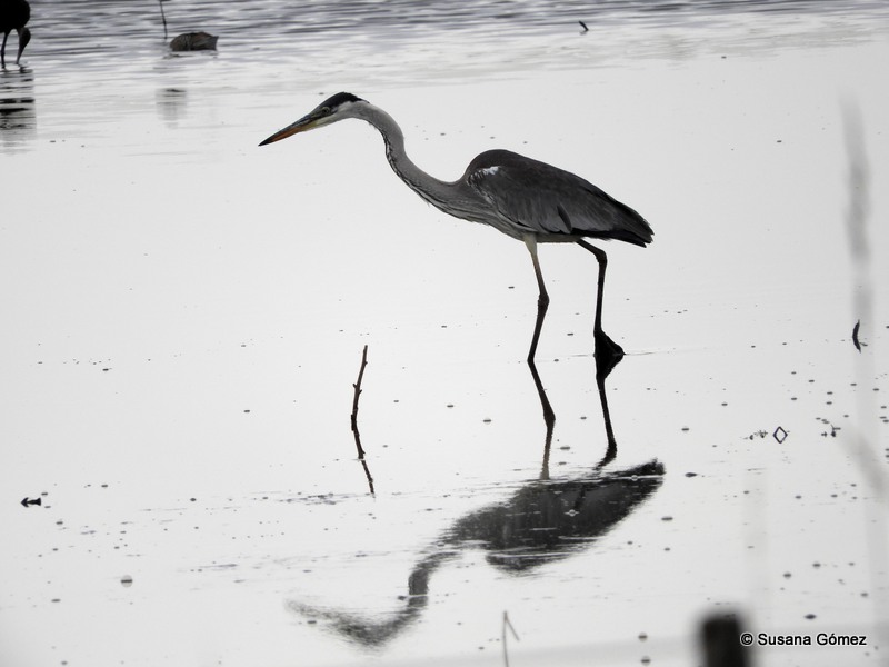 Photo Garza Mora