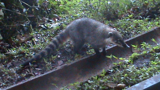 Foto Coatí
