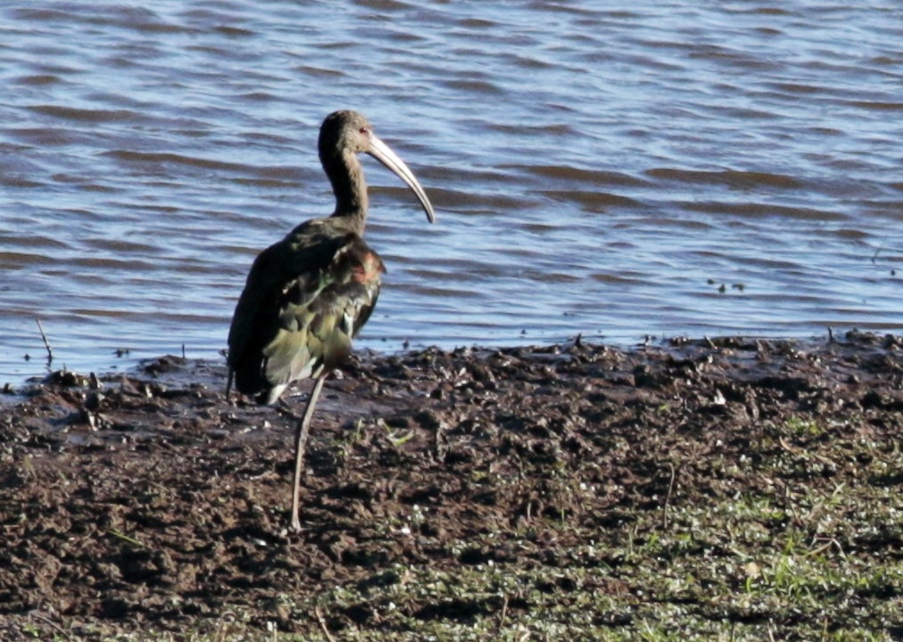 Photo Cuervillo de Cañada