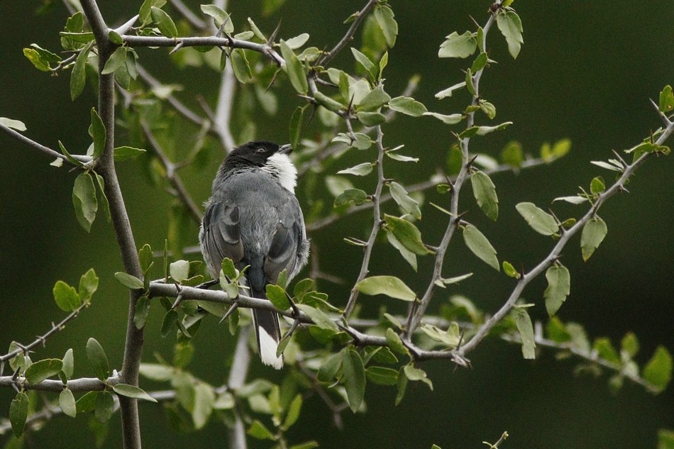 Foto Monterita Cabeza Negra
