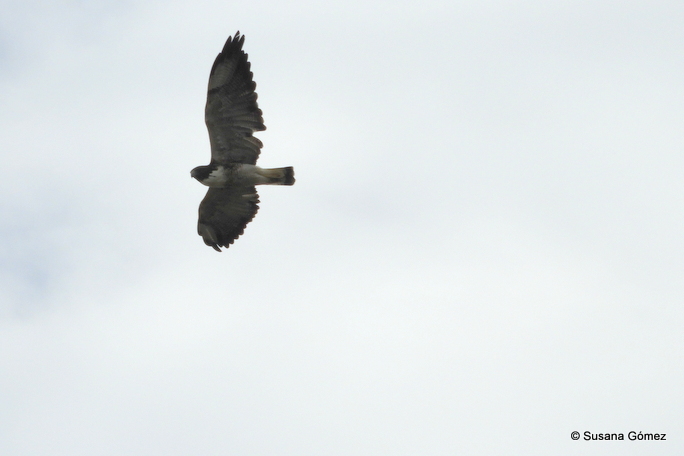 Foto Aguilucho Alas Largas