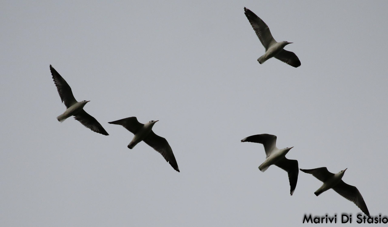 Foto Gaviota Capucho Café