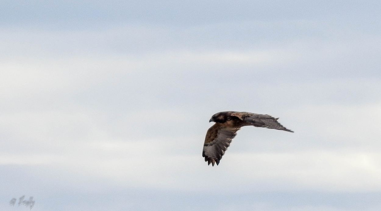 Foto Aguilucho Común