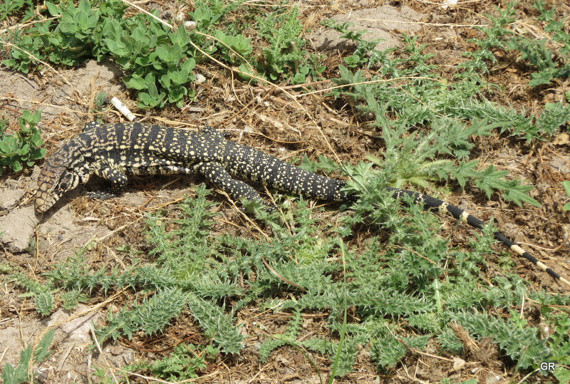 Photo Lagarto Overo