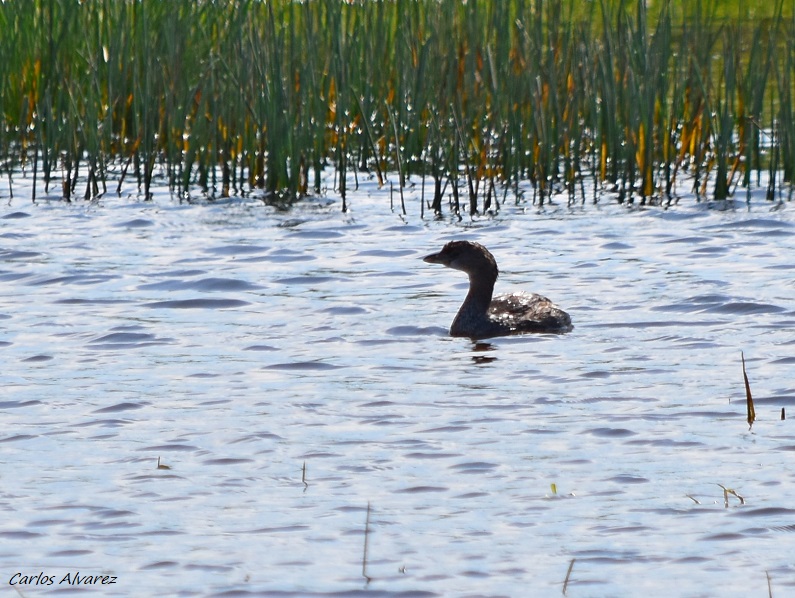 Foto Macá Pico Grueso