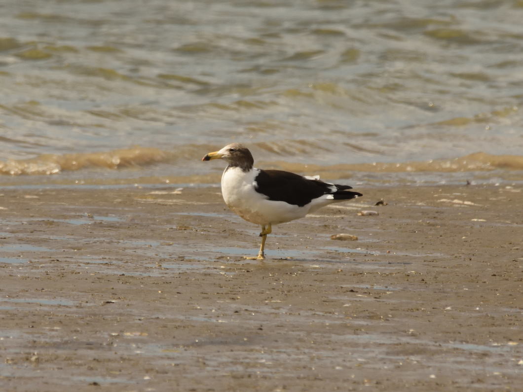 Photo Gaviota Cangrejera