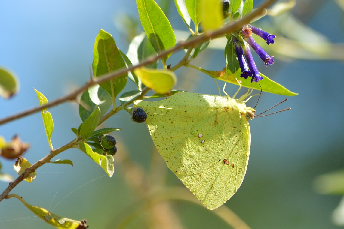 Foto Azufrada Coluda