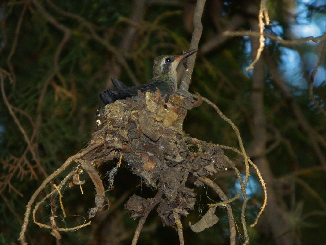 Photo Picaflor Común