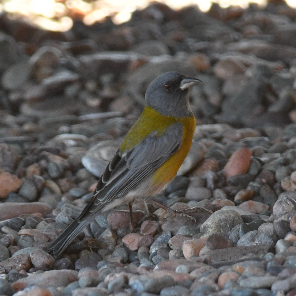 Foto Comesebo Andino