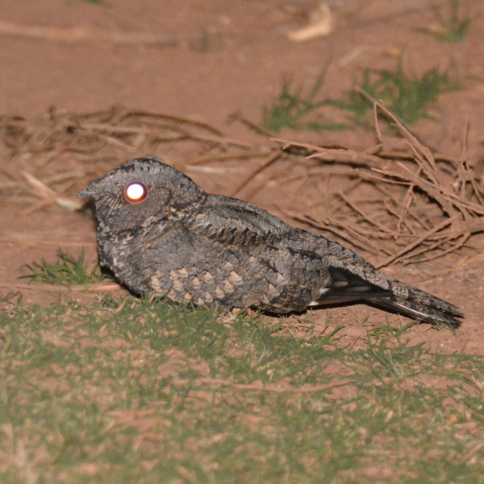 Photo Atajacaminos Ñañarca