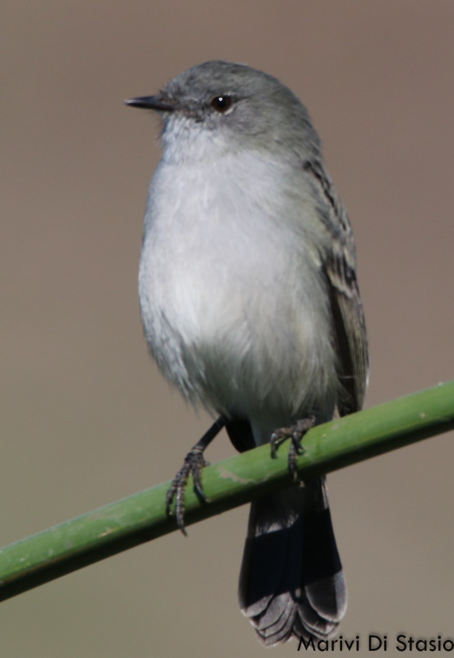 Foto Piojito Gris