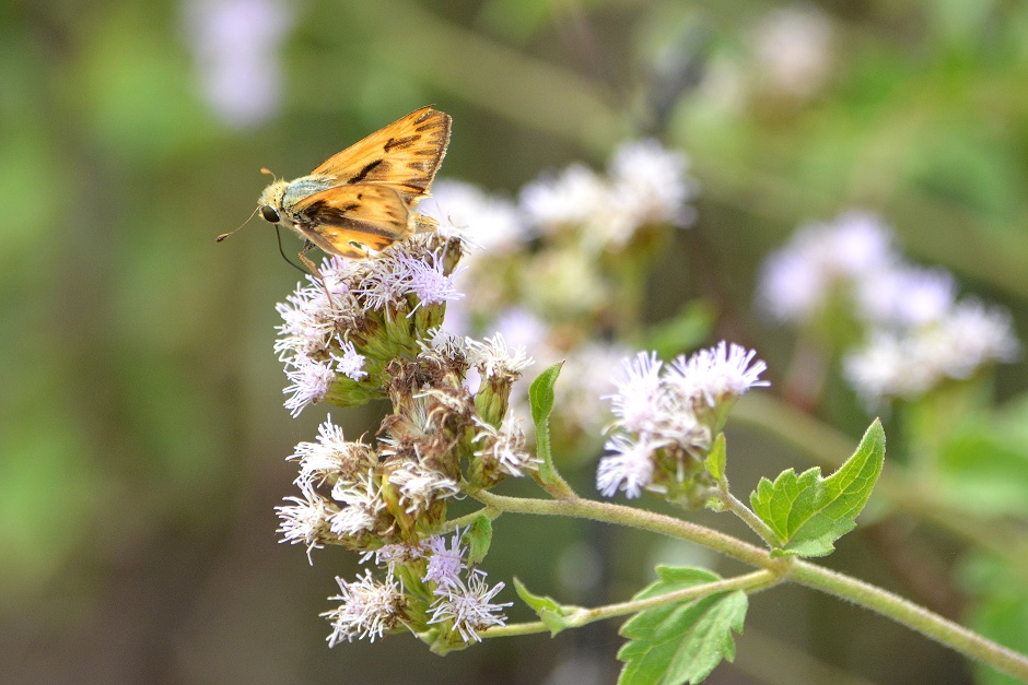 Foto Saltarina Amarilla