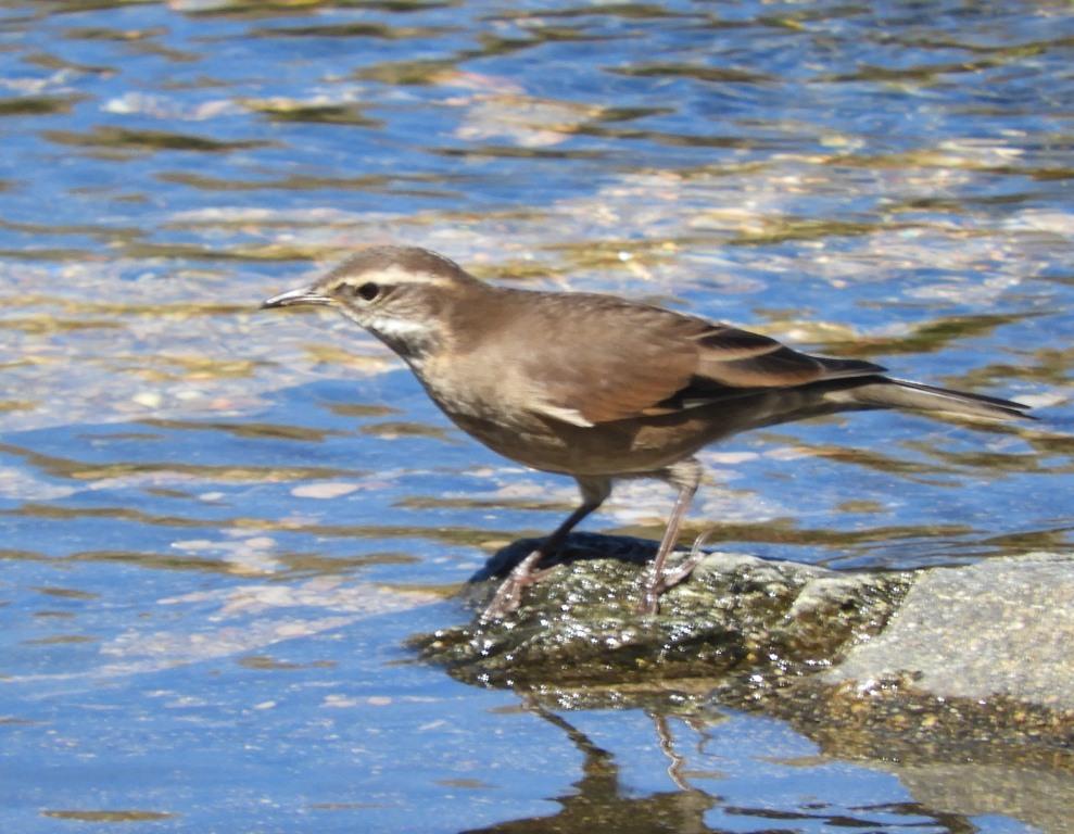 Photo Remolinera Serrana
