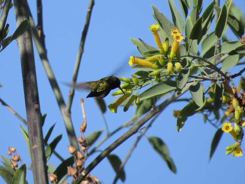 Foto Picaflor Común