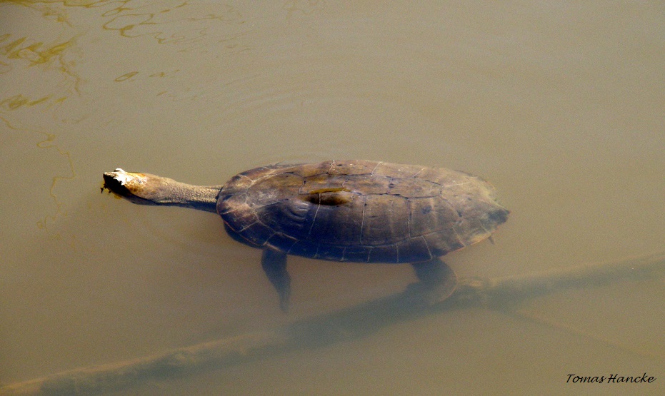 Foto Tortuga de Laguna