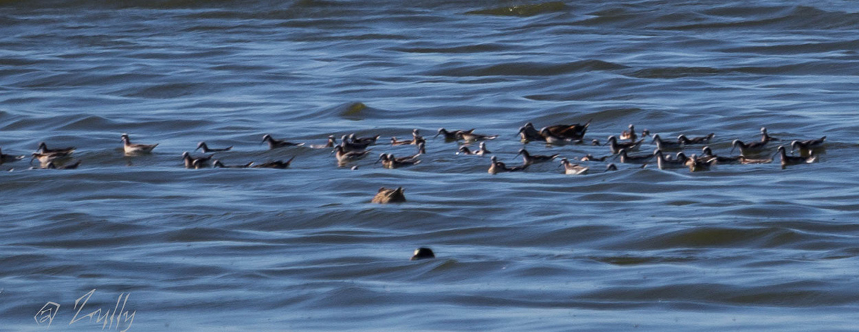 Photo Pitotoy Grande