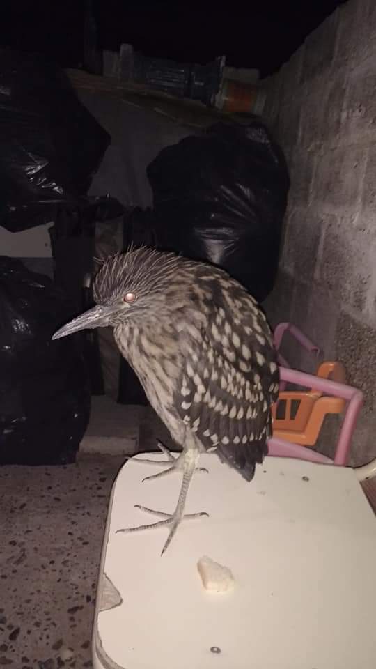 Foto Garza Bruja