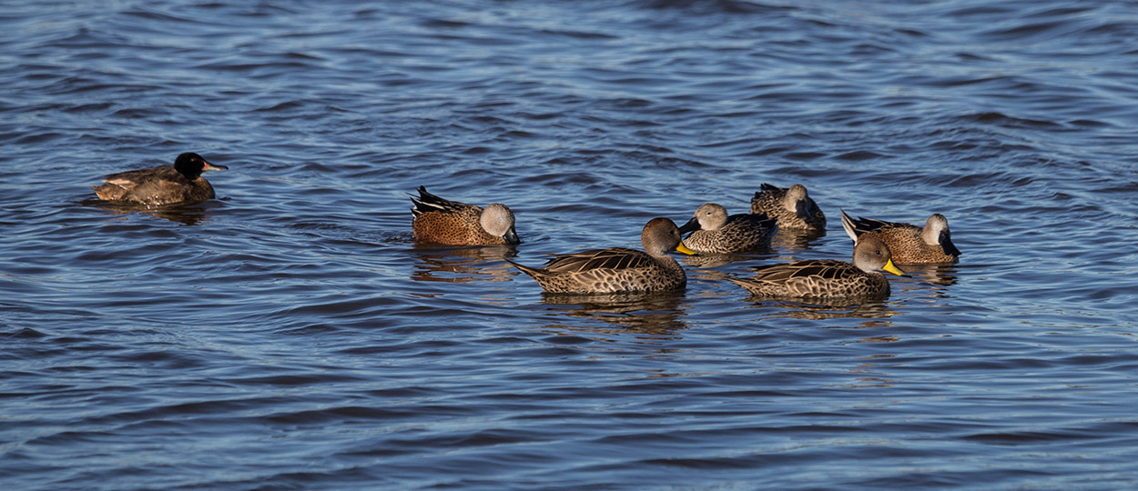 Foto Pato Cabeza Negra