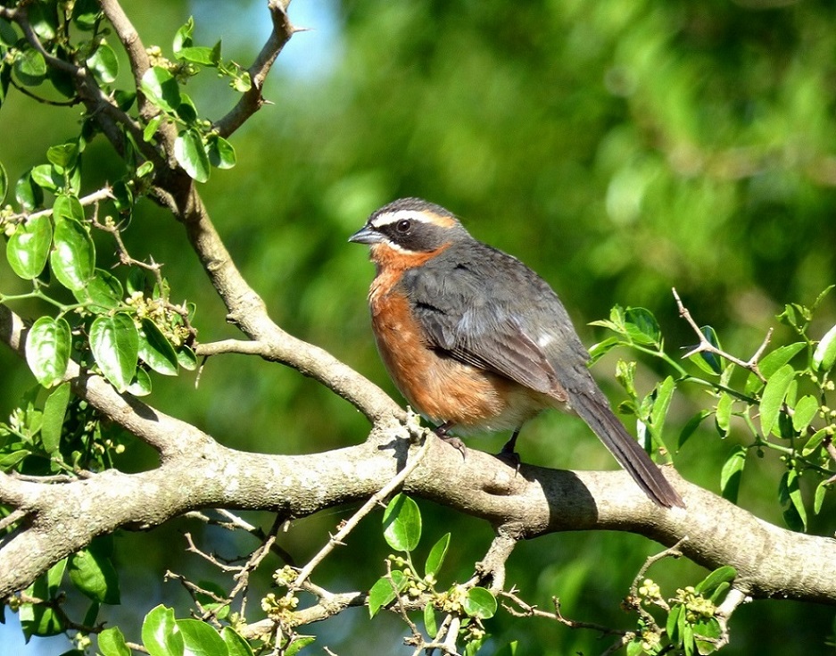 Photo Sietevestidos Común