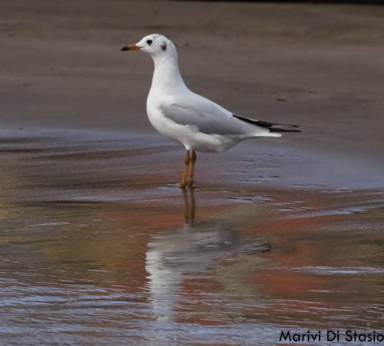 Foto Gaviota Capucho Café