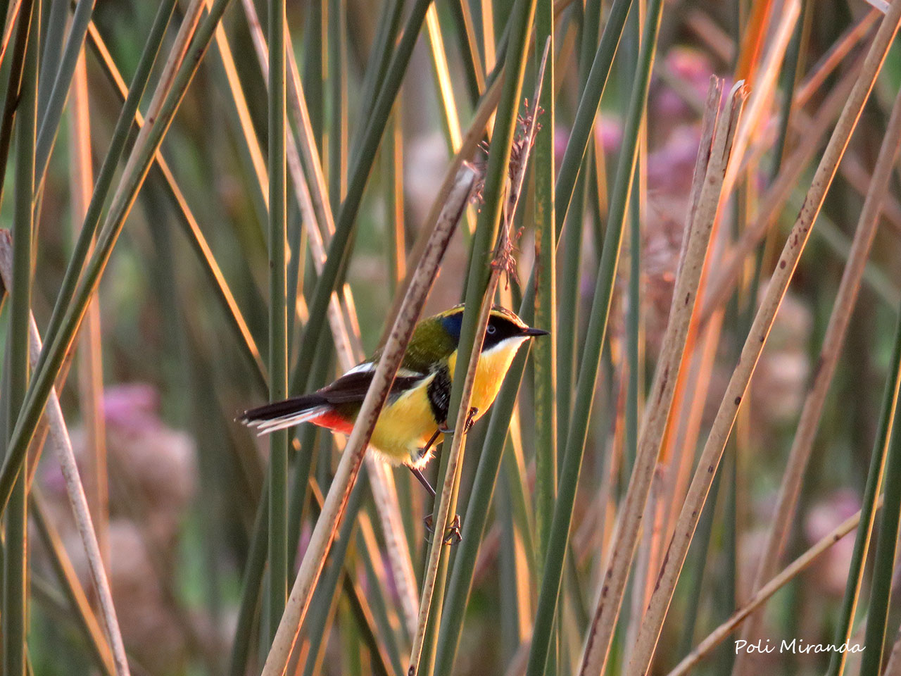 Many-colored Rush Tyrant (Tachuris rubrigastra)