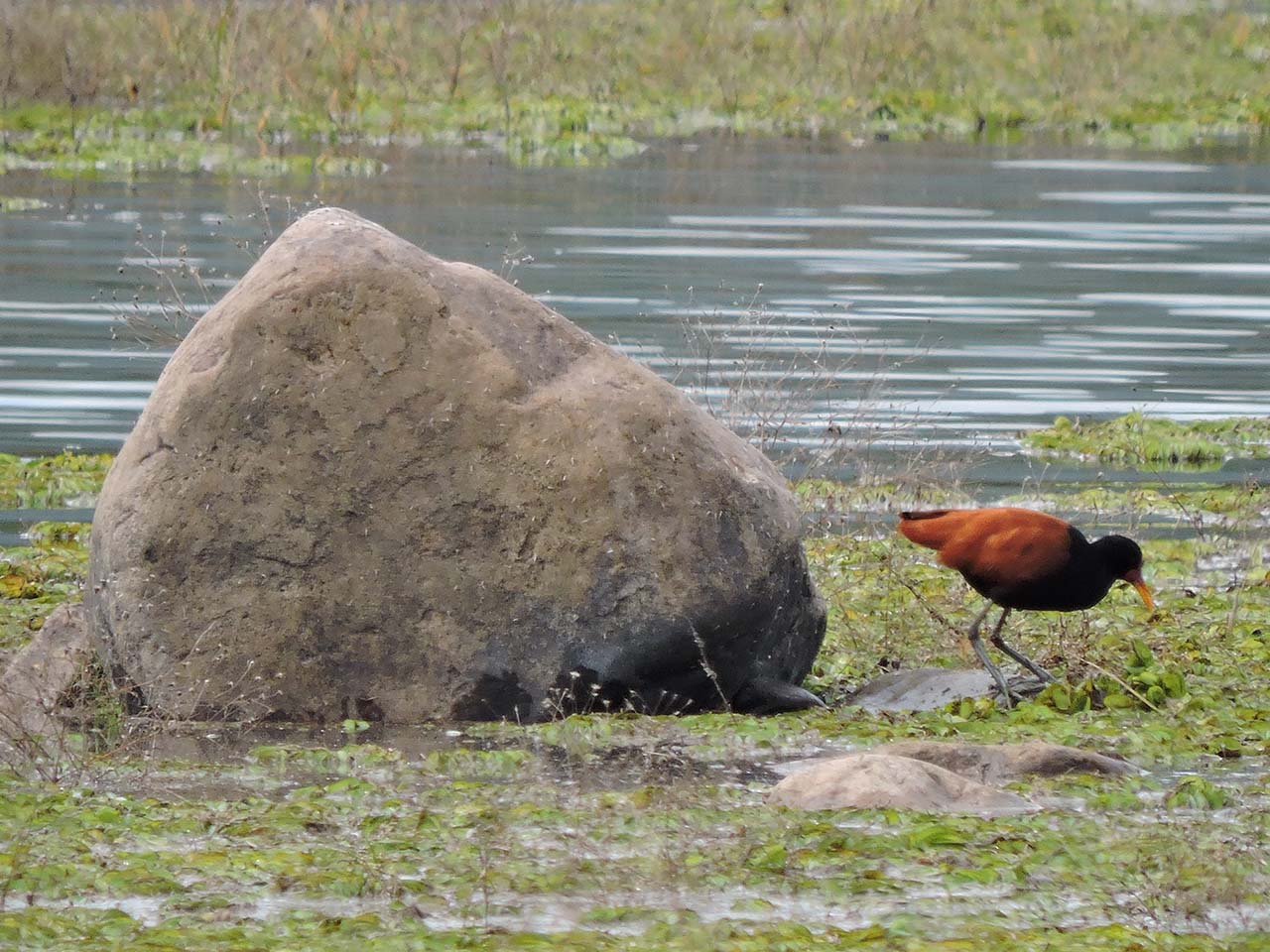 Foto Jacana