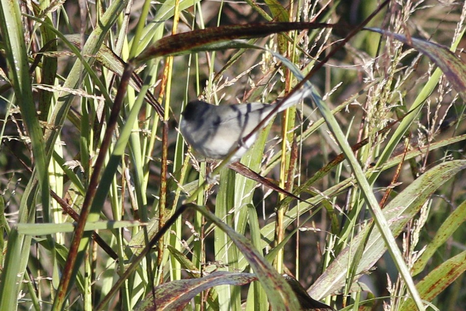 Foto Monterita Cabeza Negra