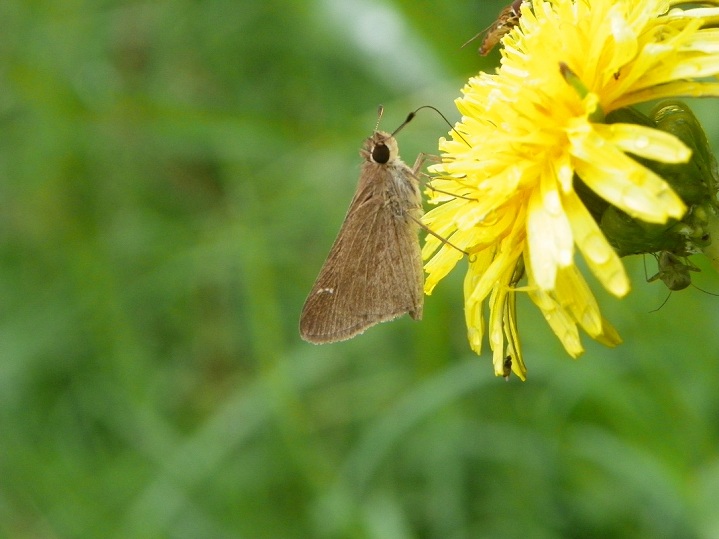 Foto Medialuna Común