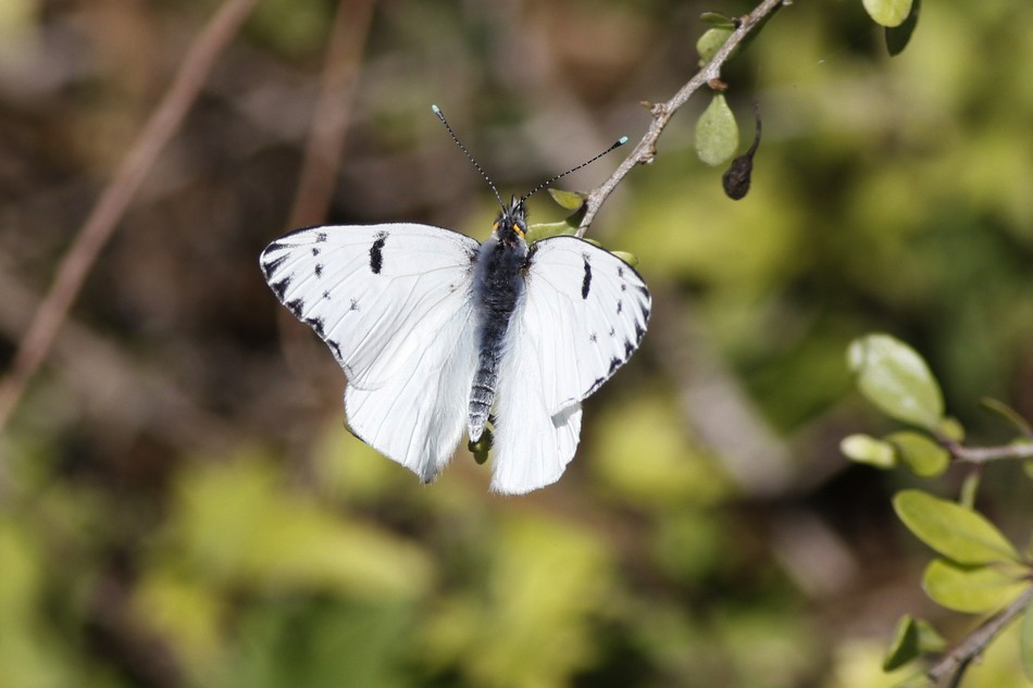 Foto Lechera Argentina