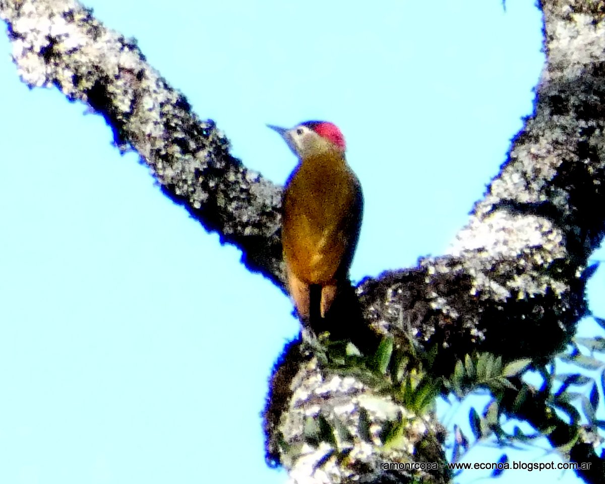Foto Carpintero Dorado Gris