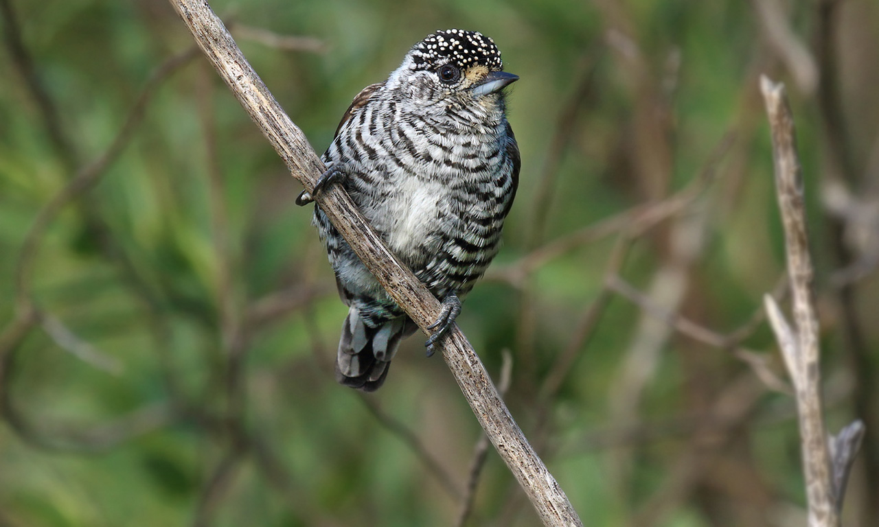 Foto Carpinterito Común