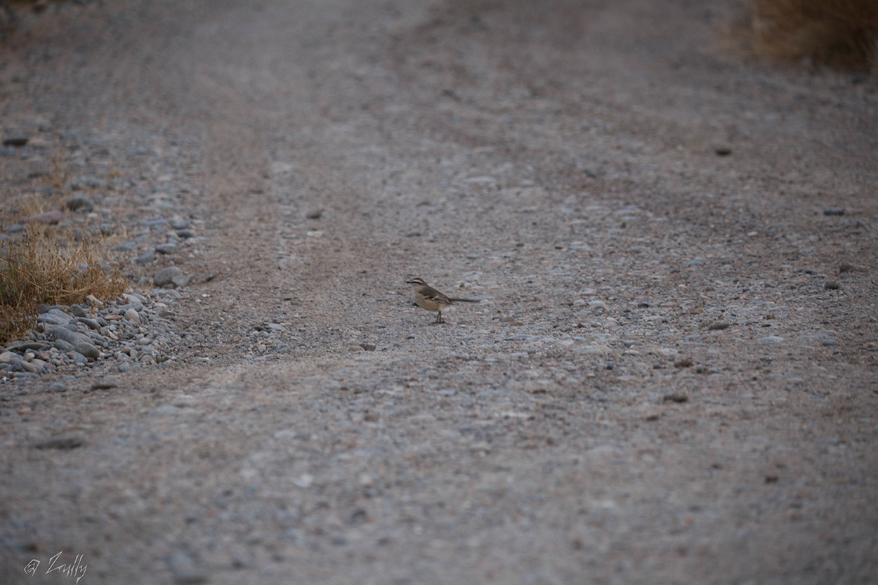 Photo Calandria Grande