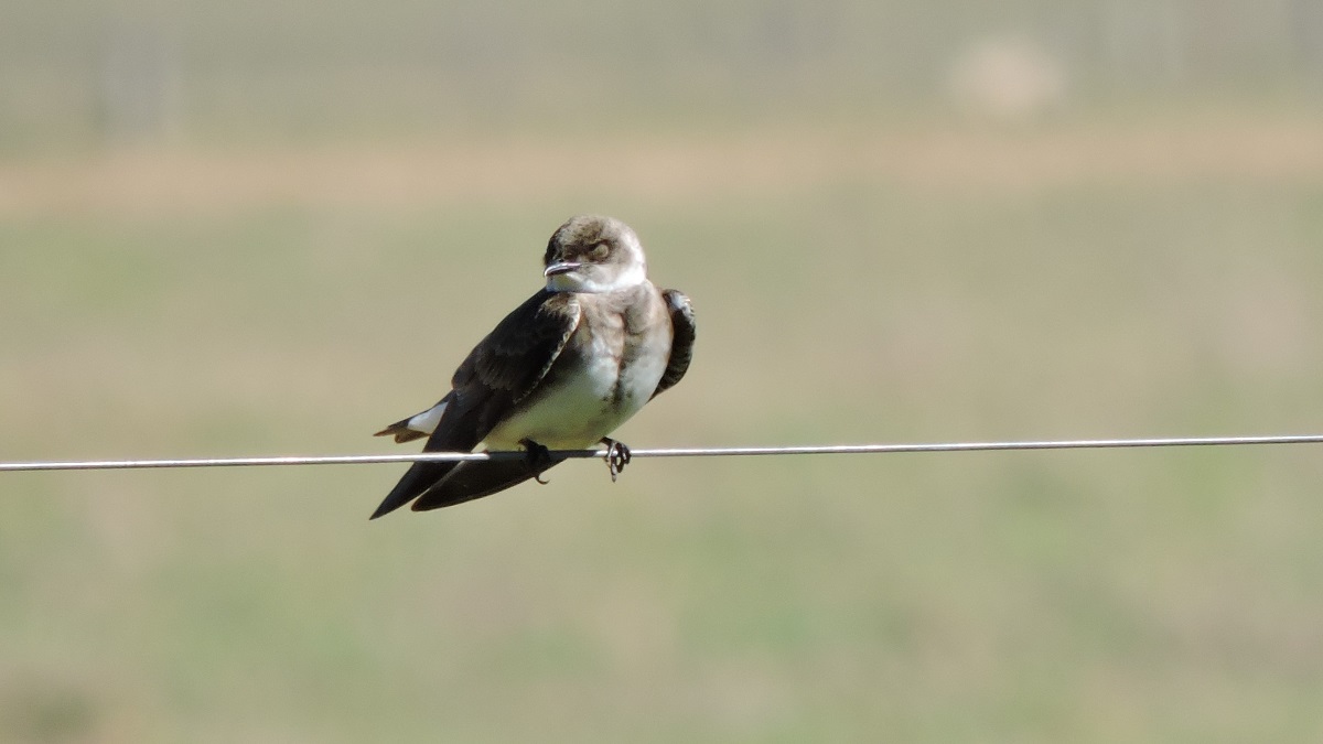 Foto Golondrina Parda