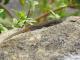 Sceloporus grammicus