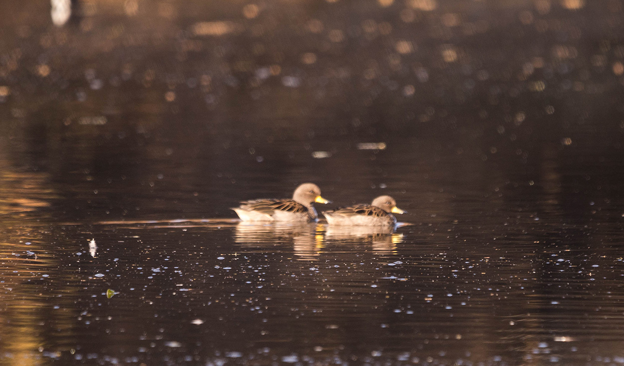 Photo Pato Barcino