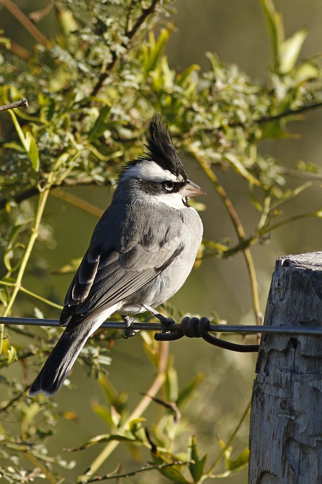 Foto Soldadito Común