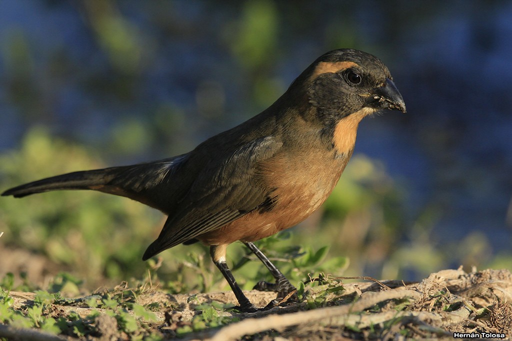 Foto Pepitero de Collar