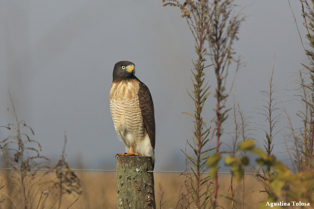 Foto Taguató Común
