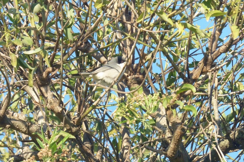 Photo Monterita Cabeza Negra