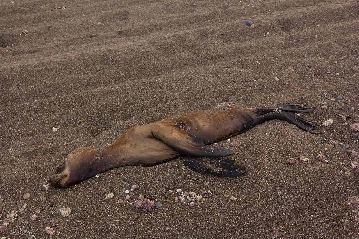 Foto Lobo Marino de Un Pelo
