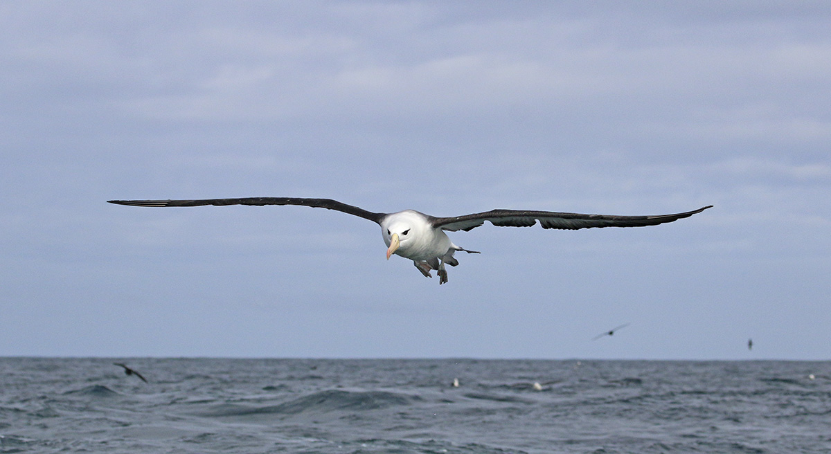 Photo Albatros Ceja Negra
