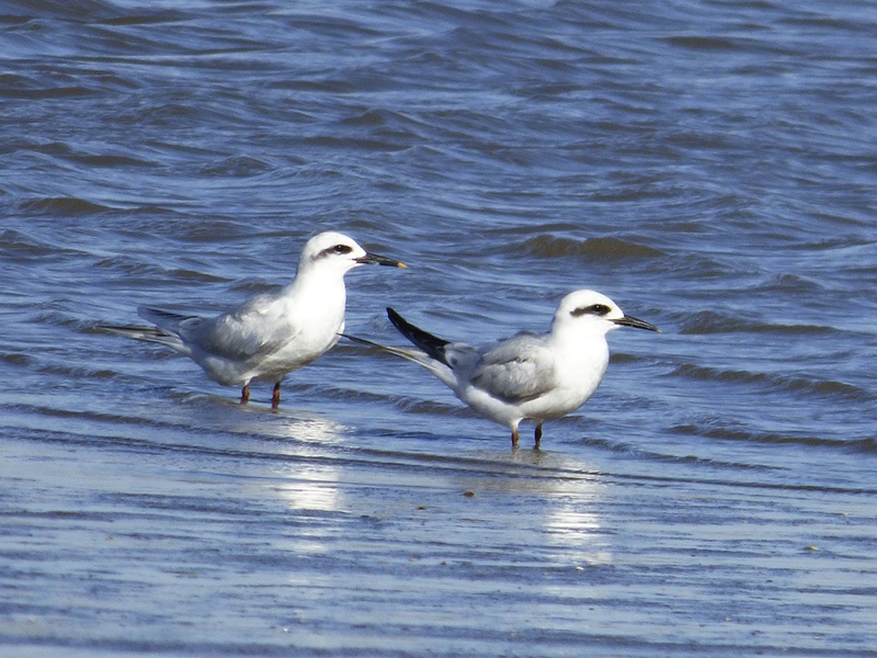 Foto Gaviotín Lagunero