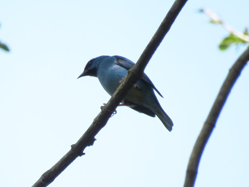 Foto Saí Azul