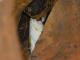Tyto furcata