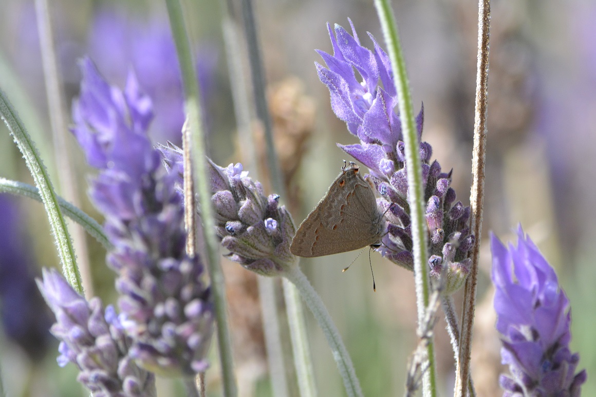 Foto Frotadora Línea Fusca